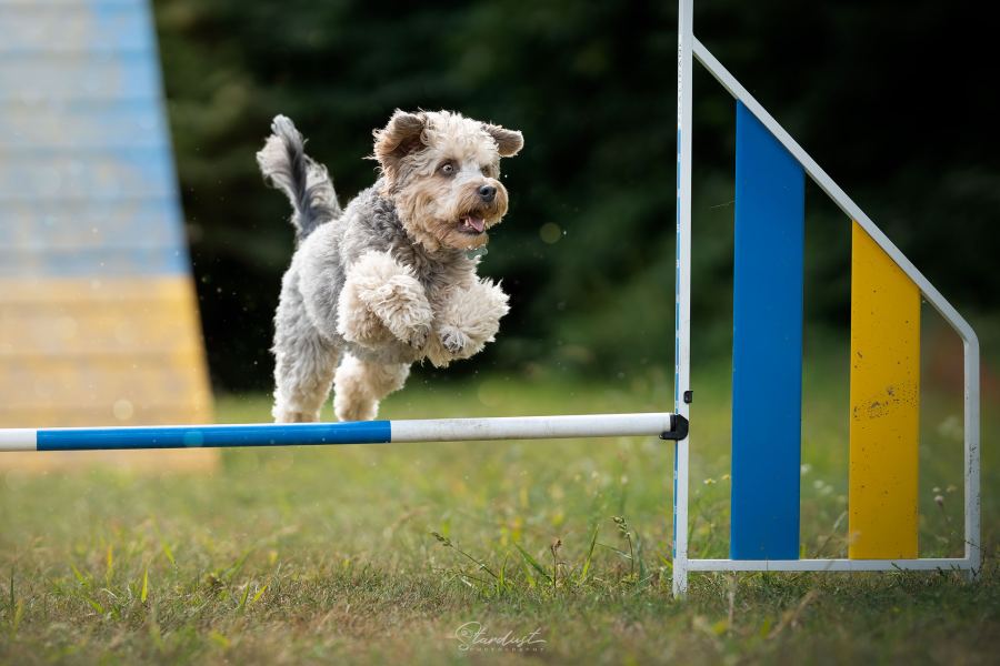 Chien franchissant une barre d'agility