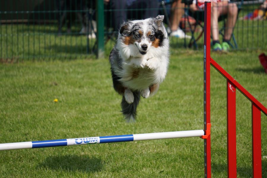 Chien en pleine action près d'un saut d'agility