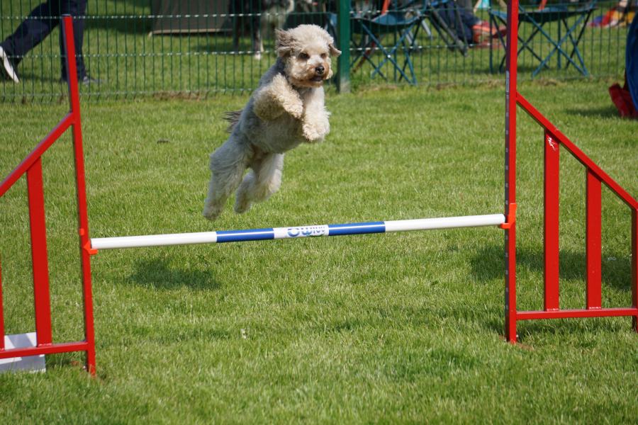 Chien sautant un obstacle rouge pendant un parcours d'agility