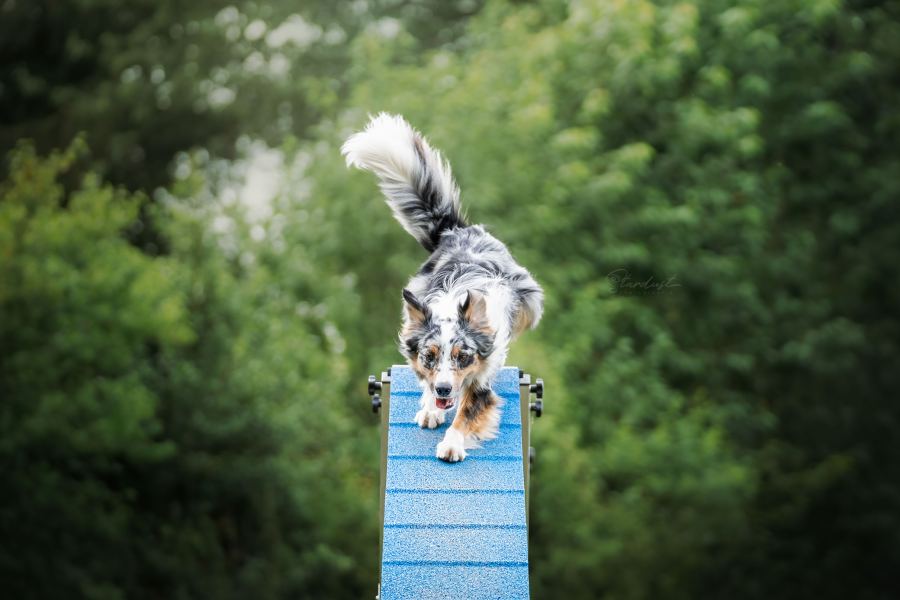 Chien descendant une passerelle d'agility en extérieur