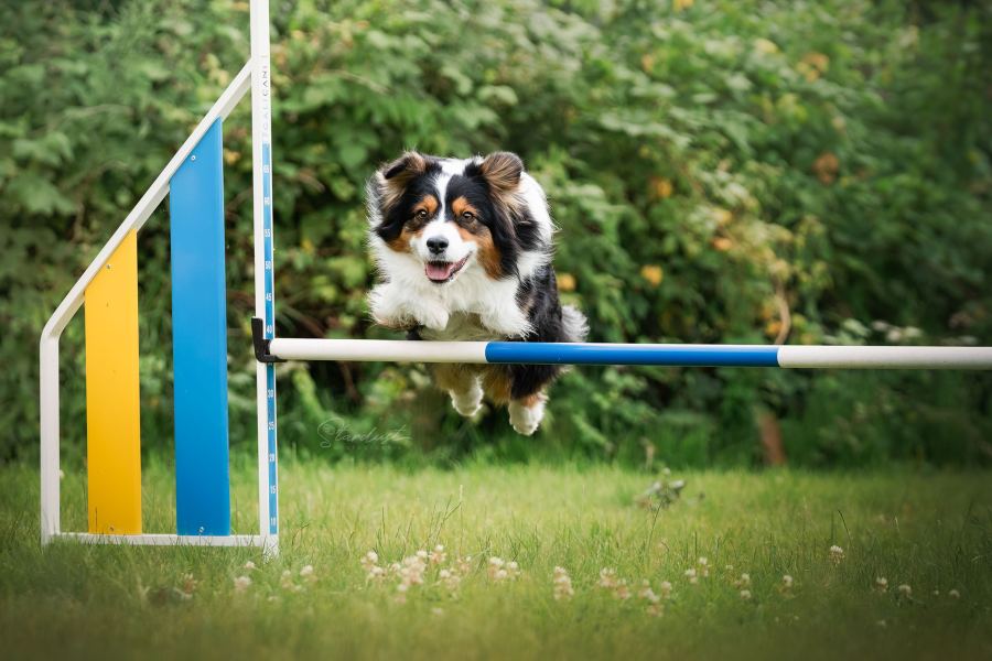 Chien sautant un obstacle d'agility