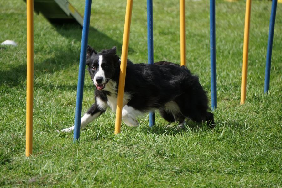 Border collie traversant un slalom d'agility