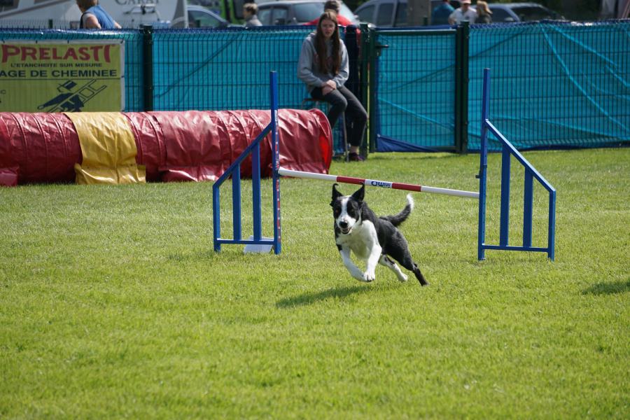 Parcours d'agility avec tunnel et obstacle